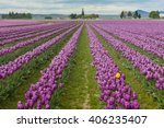 Skagit Valley Tulips. Every...