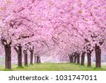Beautiful Cherry Blossoms....