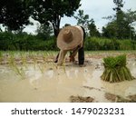 Small photo of Farmer working hard toilsome Muddy clothes water sapling rice sprouts young plant