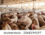 Many adult pigs at a pig farm....