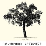 Olive Tree Silhouette  Vector