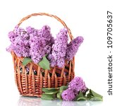 Beautiful Lilac Flowers In...