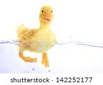 Floating Cute Duckling Isolated ...