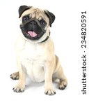 Pug Puppy Free Stock Photo - Public Domain Pictures