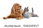 Cute Dog And Cat Together On...