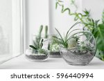 Mini succulent garden in glass terrarium on windowsill