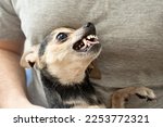 Small photo of dog bites, grins, pet growls, chihuahua is afraid and shows teeth, dangerous little dog