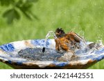American robin taking a bird...