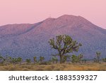 Desert landscape including Joshua Trees in the Mojave Desert near Palmdale in Southern California. Scene taken at dusk.