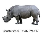 Small photo of Rhino nose horn isolated on white background