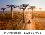 Beautiful Baobab trees avenue of the baobabs in Madagascar