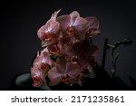 Cluster Of Pink Orchids Against ...