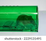 Small photo of Green humane mousetrap with a captured field mouse