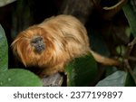 Small photo of thumb monkey, golden monkey Monkey discovered by chance in tropical rainforest