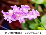 Purple Pink Orchid From...