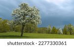 Small photo of Lush white blossoming branches of old fruit tree under cloudy sky in spring. Magnificent contrast between delicate white flowers of blooming tree in awakening orchard and rolling dark rain clouds.