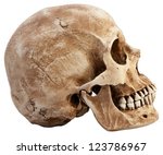 Side profile view of human skull