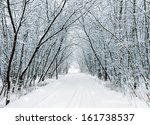 Snow forest alley