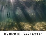 Small photo of Beams of sunlight fall into the shallows of a mangrove forest in Komodo National Park, Indonesia. Mangroves are vital habitats that serve as nurseries for many species of fish and invertebrates.