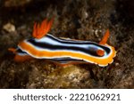 Small photo of A colorful nudibranch, Chromodoris elizabethina, crawls over a shallow coral reef in Indonesia. This species, along with many other nudibranchs, feeds on aplysilid sponges.