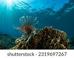 A lionfish  pterois volitans ...