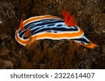 Small photo of A vibrant nudibranch, Chromodoris magnifica, crawls slowly across a shallow coral reef in Komodo National Park, Indonesia. Nudibranchs are colorful as a warning to predators that they are toxic.