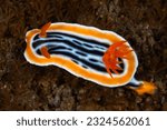 Small photo of A vibrant nudibranch, Chromodoris magnifica, crawls slowly across a shallow coral reef in Komodo National Park, Indonesia. Nudibranchs are colorful as a warning to predators that they are toxic.