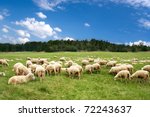 A lot sheep on the beautiful green meadow