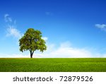 Field,tree and blue sky