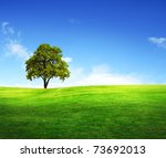 Field Tree And Blue Sky