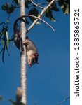 Small photo of Philander frenatus, commonly known as gray and black four-eyed opossums, from Brazil