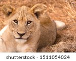 A Young Male Lion Of...