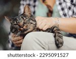 Small photo of Cuddling in nature between humans and cats is the ultimate goal of existence, the cat thinks. But he doesn't know that the girl was thinking the same when she entered the woods. Tourism and cats.
