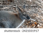 Small photo of KALININGRAD, RUSSIA - OCTOBER 14, 2022:Bennett's Australian kangaroo at the Kaliningrad Zoo