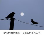 Full Moon And Two Birds