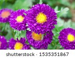 Small photo of The name of this flower is China aster. Scientific name is Callistephus chinensis Nees.
