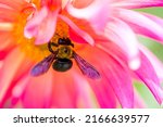 Carpenter Bee Absorbs The Honey ...
