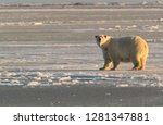 Polar Bears near Kaktovic, Alaska