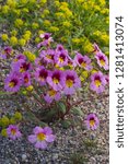 Small photo of USA, California. Yellow Peppergrass (Lepidum flavum) and Palmers Monkeyflower(Mimulus palmeri) blooming on the desert floor
