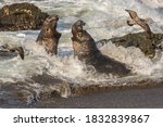 USA, California, San Luis Obispo County. Northern elephant seal males fighting in surf.