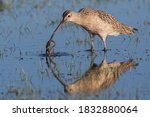 Long Billed Curlew With A Snack