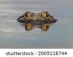American Alligator With...