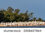 White pelicans at ten thousand...