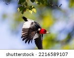 Red-headed woodpecker flying from serviceberry bush, Marion County, Illinois.