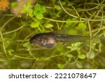 Small photo of Issaquah, Washington State, USA. Pacific Tree Frog tadpole (also called a pollywog or polliwog) is the larval stage in the life cycle of an amphibian, particularly that of a frog or toad.