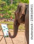 11 April 2008. Maesa Elephant...