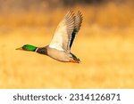 USA, New Mexico, Bosque Del Apache National Wildlife Refuge. Mallard drake duck flying