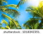 Coconut Palm tree with blue sky,beautiful tropical background.