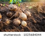 Fresh organic potatoes in the...