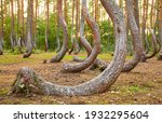 Small photo of Oddly shaped pine trees in Crooked Forest at sunset, selective focus, Poland.